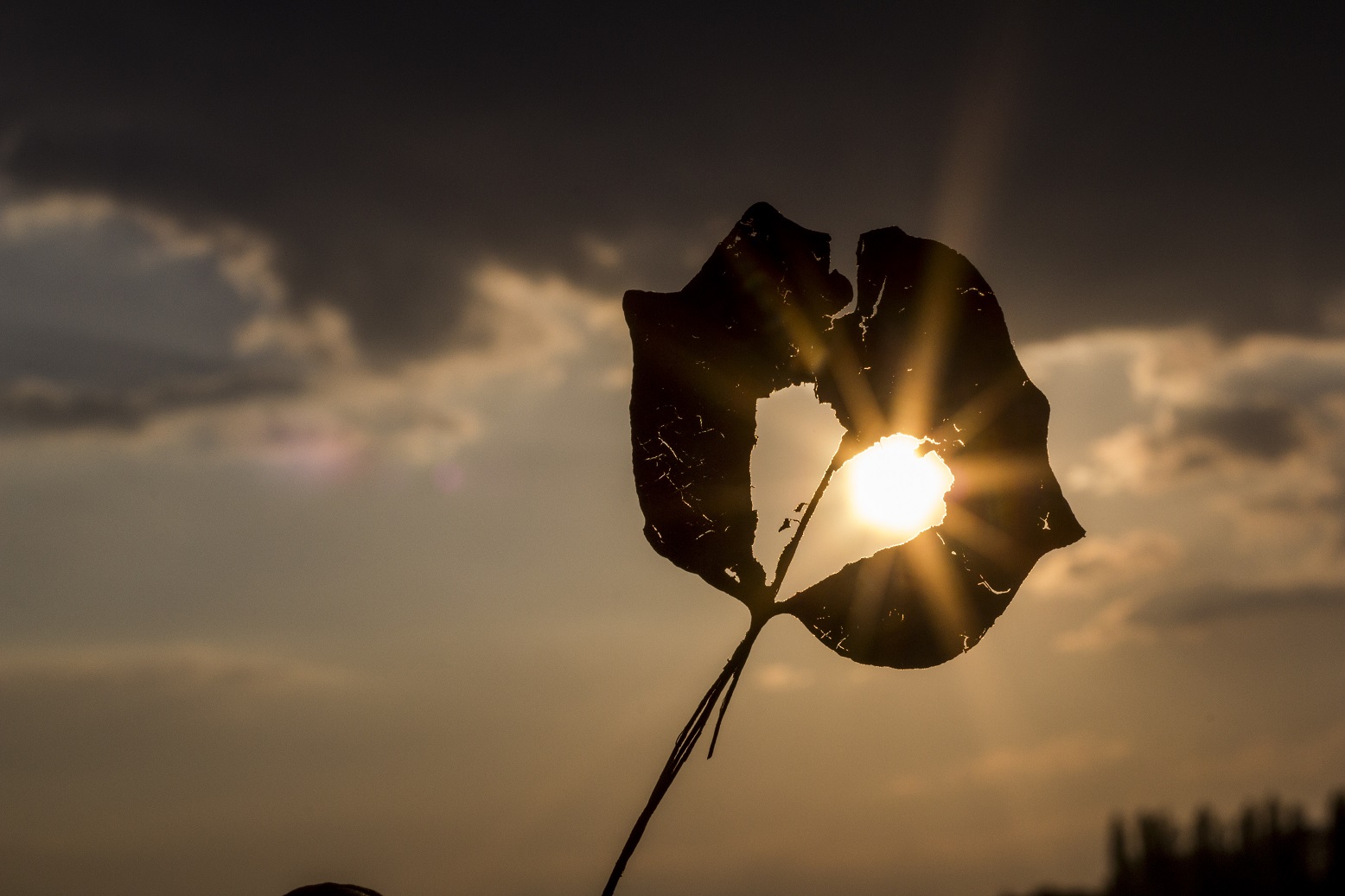 soleil et coeur